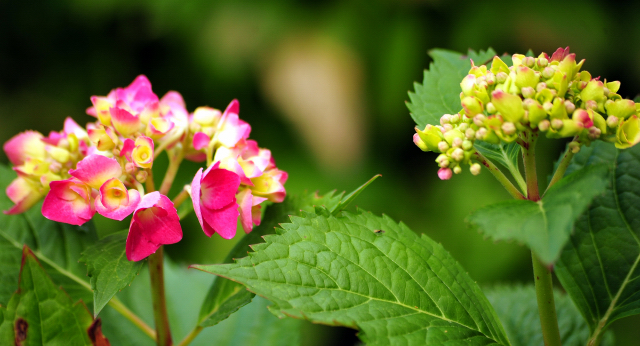 5. Juli 2016 - Trakehner Gestt Hmelschenburg - Beate Langels