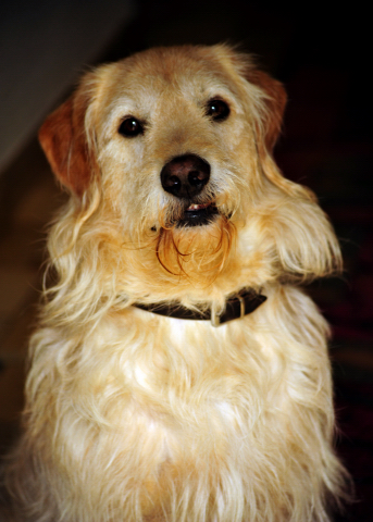 Oskar - 5. Juli 2016 - Trakehner Gestt Hmelschenburg - Beate Langels