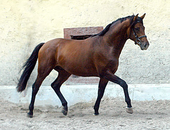 2jhriger Hengst von Exclusiv u.d. Schwalbenfee v. Freudenfest - Foto: Beate Langels - Trakehner Gestt Hmelschenburg