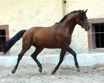 2jhriger Hengst von Exclusiv u.d. Schwalbenfee v. Freudenfest - Foto: Beate Langels - Trakehner Gestt Hmelschenburg