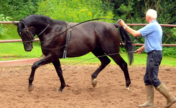 Hengst von  von Songline - Trocadero - Foto: Beate Langels - Trakehner Gestt Hmelschenburg