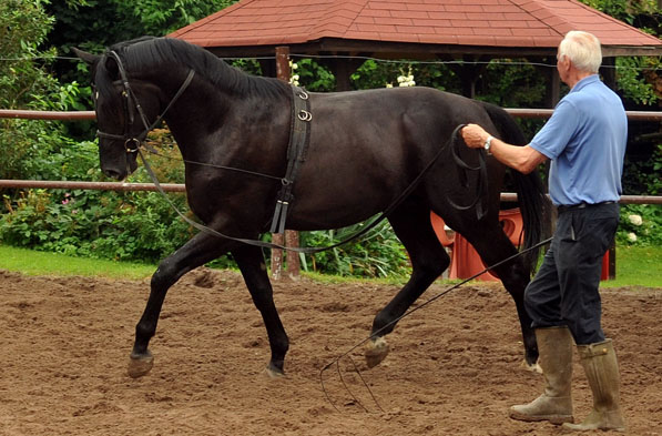 Hengst von  von Songline - Trocadero - Foto: Beate Langels - Trakehner Gestt Hmelschenburg