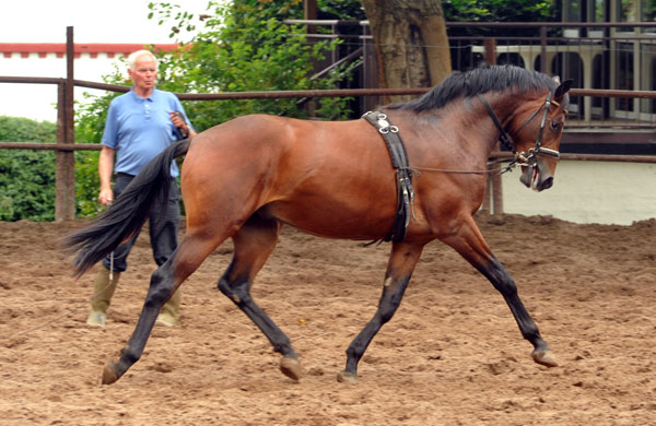 Hengst von Freudenfest - Lauries Crusador xx - Foto: Beate Langels - Trakehner Gestt Hmelschenburg