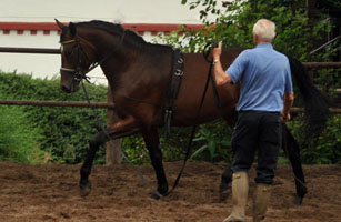 Ascari v. Freudenfest x Lauries Crusador xx