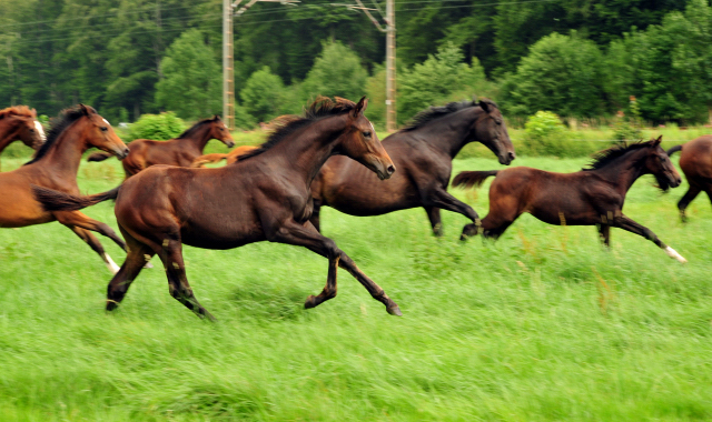  Foto: Beate Langels -  
Trakehner Gestt Hmelschenburg