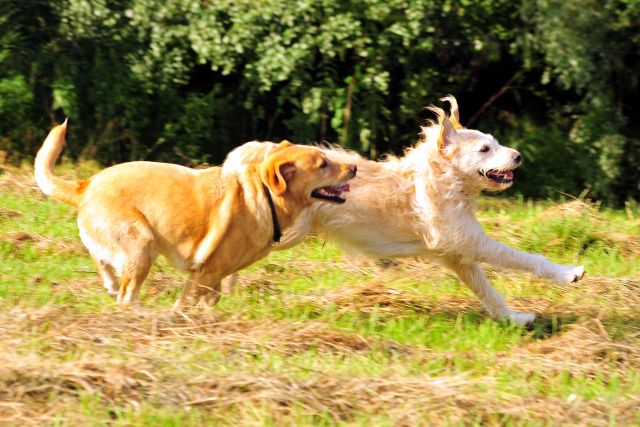  Foto: Beate Langels -  
Trakehner Gestt Hmelschenburg