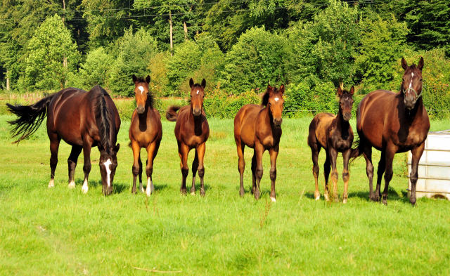  Foto: Beate Langels -  
Trakehner Gestt Hmelschenburg