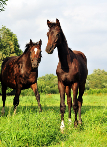  Foto: Beate Langels -  
Trakehner Gestt Hmelschenburg
