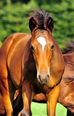  Foto: Beate Langels -  
Trakehner Gestt Hmelschenburg