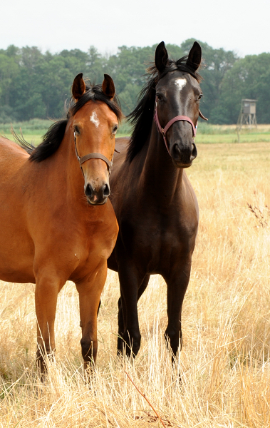 Kit Kat von Zauberdeyk u.d. Pr.u.StPrst. Katniss Everdeen v. Saint Cyr - Gestt Hmelschenburg Beate Langels - Foto: Beate Langels