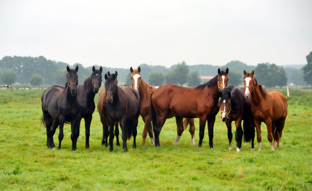 zweijhrige Hengste im Gestt Schplitz 5. September 2012, Foto: Beate Langels, Trakehner Gestt Hmelschenburg