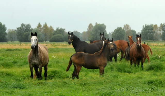 links: Teatime v. Summertime, rechts: Karalina v. Exclusiv - 5. September 2012, Foto: Beate Langels, Trakehner Gestt Hmelschenburg