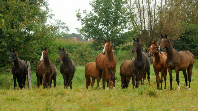 Jhrlingsstuten - in der Mitte Schwalbenpoesie v. Exclusiv - 5.September 2012, Foto: Beate Langels, Trakehner Gestt Hmelschenburg