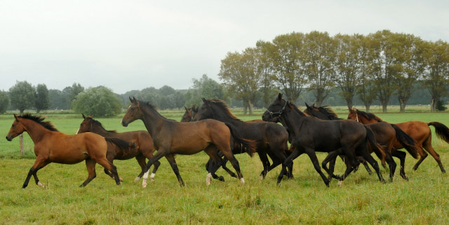 Jhrlingsstuten - an dritter Stelle: Stute v. Saint Cyr u.d. Dejaniera v. Freudenfest, 5. September 2012, Trakehner Gestt Hmelschenburg