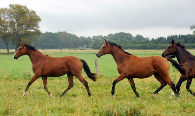 Schwalbenpoesie v. Exclusiv und Stute v. Syriano x Alter Fritz - 5.September 2012, Foto: Beate Langels, Trakehner Gestt Hmelschenburg