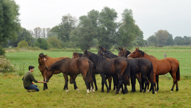 Richard Langels und die Jhrlingsstuten im September 2012, Foto: Beate Langels, Trakehner Gestt Hmelschenburg