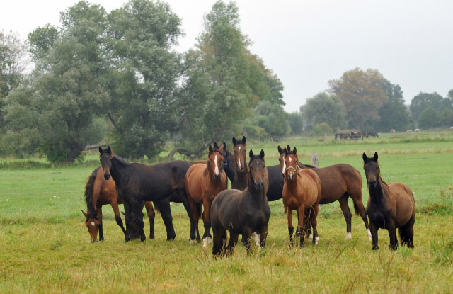Die Gruppe der Jhrlingsstuten im Gestt Schplitz - 5.September 2012, Foto: Beate Langels, Trakehner Gestt Hmelschenburg