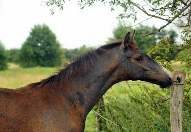 Trakehner Hengstfohlen von Millenium u.d. Pr.u.St.PrSt. Thalia v. Exclusiv - September 2012, Foto: Beate Langels, Trakehner Gestt Hmelschenburg