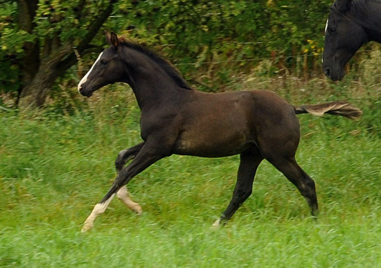 Hengstfohlen Greenwich Park von Saint Cyr u.d. Pr. u. StPrSt. Grace Note v. Alter Fritz - Foto: Beate Langels - Trakehner Gestt Hmelschenburg