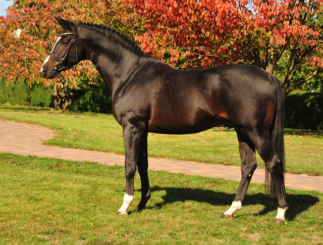 Trakehner Prmienhengst SAINT CYR v. Kostolany u.d. Elitestute Schwalbenspiel v. Exclusiv - Foto: Beate Langels - Trakehner Gestt Hmelschenburg