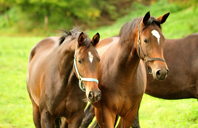 Gabbana und Val d'Isere - Trakehner Gestt Hmelschenburg - Beate Langels