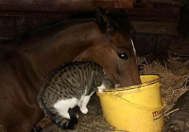 Karidia v. Saint Cyr und Terror - Foto: Beate Langels - Trakehner Gestt Hmelschenburg