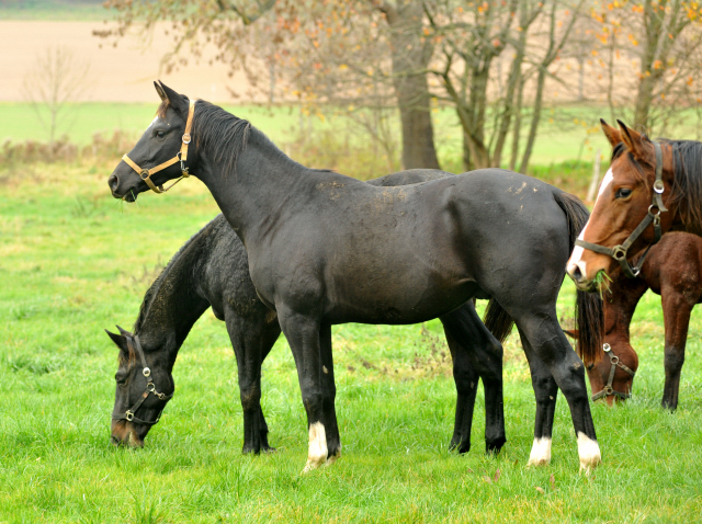 Hmelschenburger Jhrlingshengste am 5. November 2015  - Foto Beate Langels - Trakehner Gestt Hmelschenburg