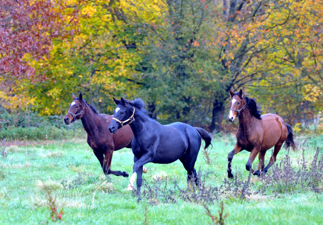 Hmelschenburger Jhrlingshengste am 5. November 2015  - Foto Beate Langels - Trakehner Gestt Hmelschenburg