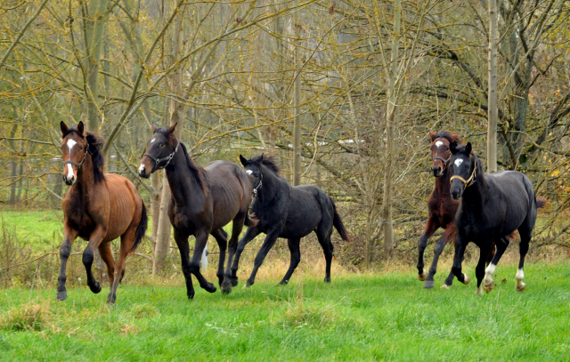 Hmelschenburger Jhrlingshengste am 5. November 2015  - Foto Beate Langels - Trakehner Gestt Hmelschenburg