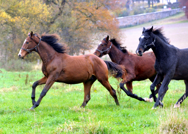 unghengst von Saint Cyr u.d. Pr.St. Karena am 5. November 2015  - Foto Beate Langels - Trakehner Gestt Hmelschenburg