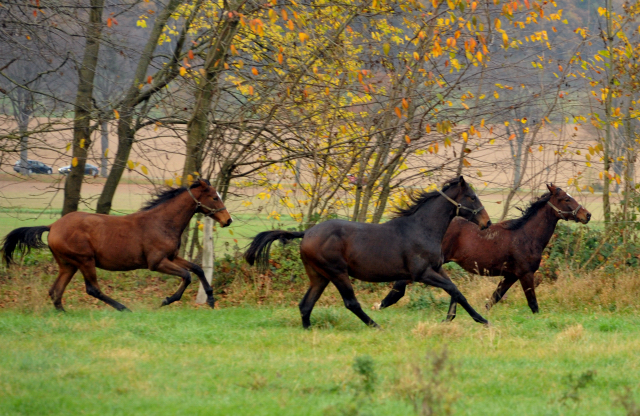 Hmelschenburger Jhrlingshengste am 5. November 2015  - Foto Beate Langels - Trakehner Gestt Hmelschenburg