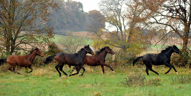 Hmelschenburger Jhrlingshengste am 5. November 2015  - Foto Beate Langels - Trakehner Gestt Hmelschenburg