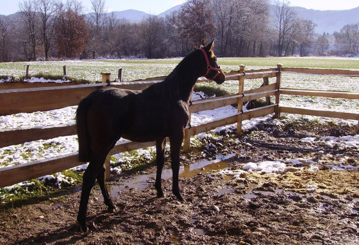Vitalia von Exclusiv u.d. Vicenza v. Showmaster - Trakehner Gestt Hmelschenburg
