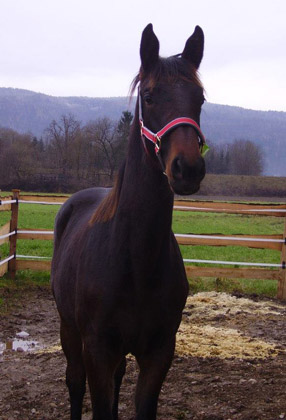 Vitalia von Exclusiv u.d. Vicenza v. Showmaster - Trakehner Gestt Hmelschenburg
