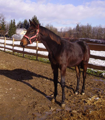 Vitalia von Exclusiv u.d. Vicenza v. Showmaster - Trakehner Gestt Hmelschenburg