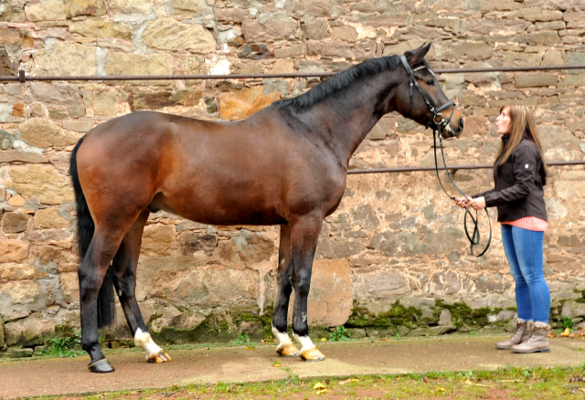 Kisangani - 4jhriger Trakehner  von Shavalou u.d. Kalidah Jamal v. Manhattan - Foto Beate Langels