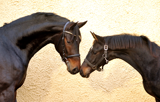 Hengstfohlen von Saint Cyr u.d. Pr.St. Under the moon v. Easy Game - Foto: Beate Langels - Trakehner Gestt Hmelschenburg