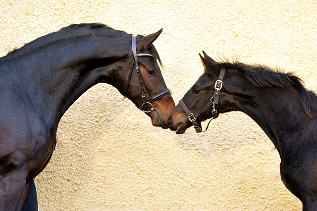 Hengstfohlen von Saint Cyr u.d. Pr.St. Under the moon v. Easy Game - Foto: Beate Langels - Trakehner Gestt Hmelschenburg