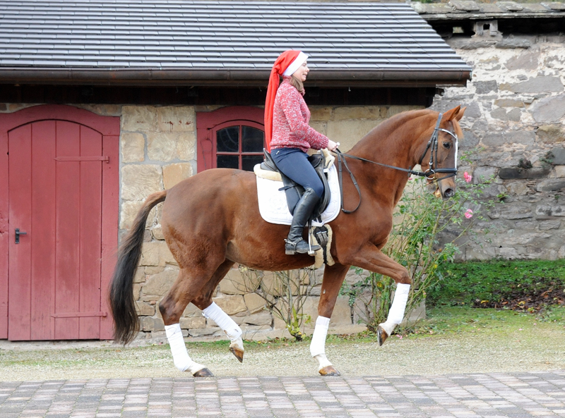 Kavalou von Shavalou u.d. Kalmar v. Exclusiv - Foto: Beate Langels - Trakehner Gestt Hmelschenburg