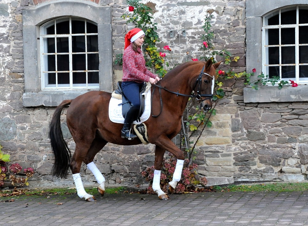 Kavalou von Shavalou u.d. Kalmar v. Exclusiv - Foto: Beate Langels - Trakehner Gestt Hmelschenburg