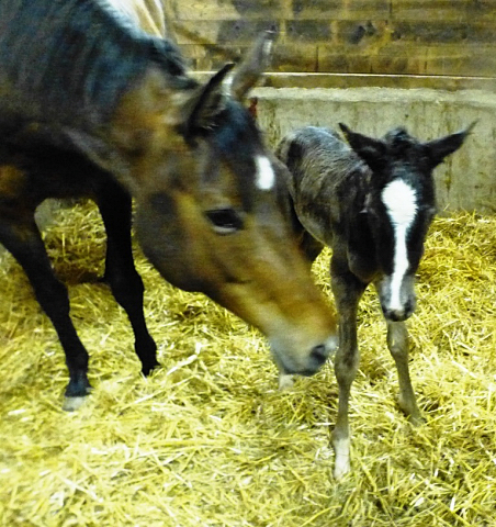 20. Mrz 2016 - Stutfohlen von Saint Cyr u.d. Henrica v. Cadeau - Foto: Dr. Pigisch