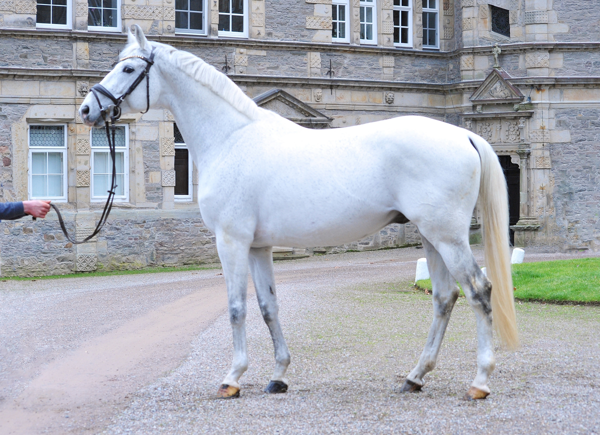 Trakehner Hengst Hopkins - Foto: Beate Langels - Trakehner Gestt Hmelschenburg