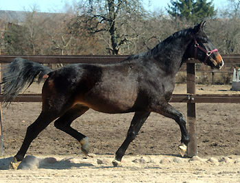 6. Mrz 2011 - Foto: Beate Langels - Trakehner Gestt Hmelschenburg