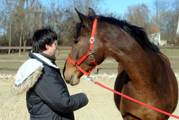 Galileo von Exclusiv u.d. Gwendolyn v. Maestro - Kostolany - Karon - Foto: Beate Langels - Trakehner Gestt Hmelschenburg