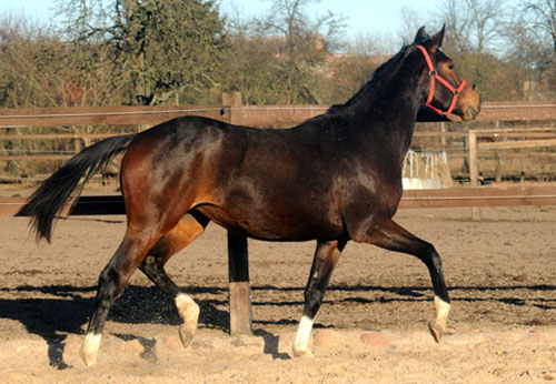 6. Mrz 2011 - Foto: Beate Langels - Trakehner Gestt Hmelschenburg