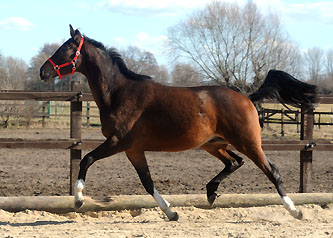 Galileo von Exclusiv u.d. Gwendolyn v. Maestro - Kostolany - Karon - Foto: Beate Langels - Trakehner Gestt Hmelschenburg