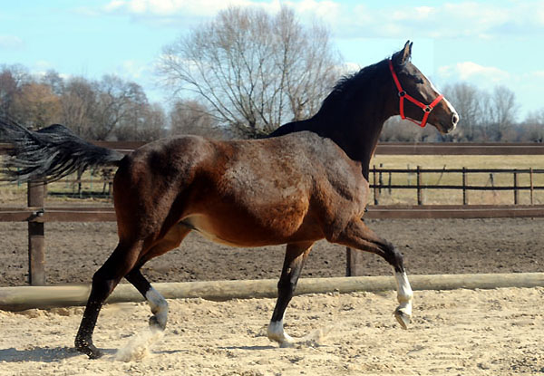 Galileo von Exclusiv u.d. Gwendolyn v. Maestro - Kostolany - Karon - Foto: Beate Langels - Trakehner Gestt Hmelschenburg