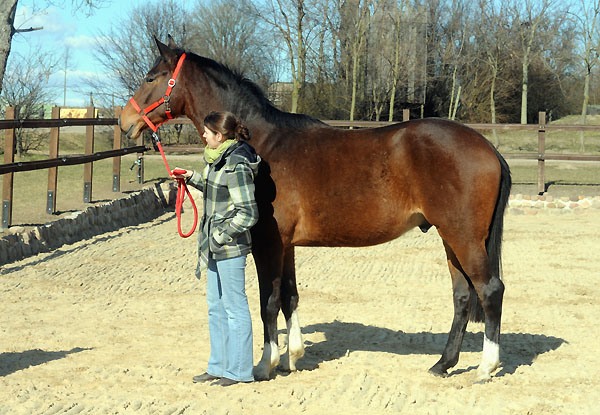 Galileo von Exclusiv u.d. Gwendolyn v. Maestro - Kostolany - Karon - Foto: Beate Langels - Trakehner Gestt Hmelschenburg