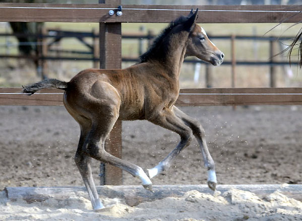 8 Tage alt: Trakehner Hengstfohlen von Saint Cyr u.d. Teatime v. Summertime, Foto: Beate Langels - Trakehner Gestt Hmelschenburg