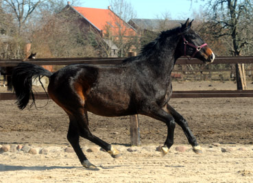 6. Mrz 2011 - Foto: Beate Langels - Trakehner Gestt Hmelschenburg